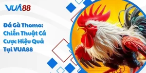 Đá gà thomo