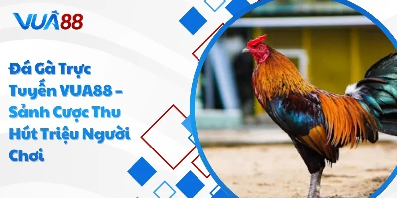 Đá gà trực tuyến