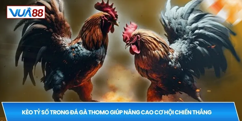 Kèo tỷ số trong đá gà thomo giúp nâng cao cơ hội chiến thắng